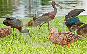 Limpkins and ducks feeding at edge of a tropical lake