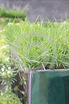 Limpo grass plant on farm photo