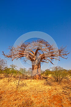 Limpopo Baobab tree photo