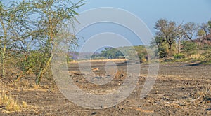 Limpopo river pre-rain dry flood plains in South Africa photo
