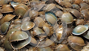 Limulidae market,Limulidae,horseshoe crab