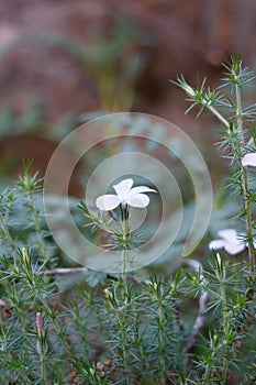 LINANTHUS CALIFORNICUS BLOOM - RED ROCK CP MRCA - 022421 A