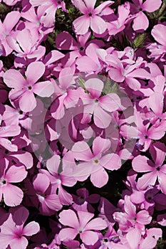 Linanthus Californicus Bloom - San Gabriel Mtns - 051222