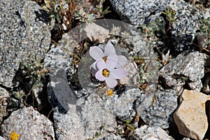 Linanthus Dianthiflorus Bloom - Coachella Valley Desert - 061122