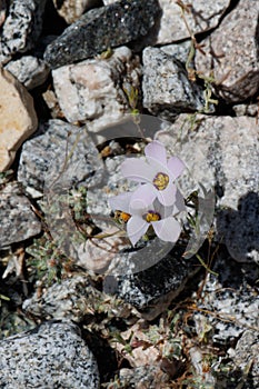 Linanthus Dianthiflorus Bloom - Coachella Valley Desert - 061122