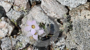 Linanthus Dianthiflorus Bloom - Coachella Valley Desert - 061122