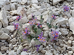 Linaria alpina photo