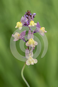 Linaria Flowers - Purple and Yellow