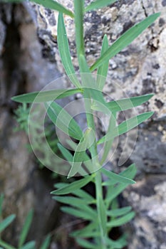 Linaria rubioides subsp. nyssana - Wild plant shot in the spring