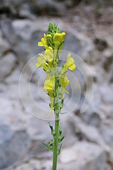 Linaria rubioides subsp. nyssana - Wild plant shot in the spring