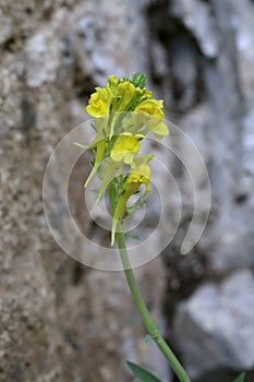 Linaria rubioides subsp. nyssana - Wild plant shot in the spring