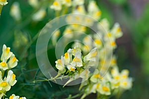 Linaria vulgaris, common toadflax flowers closeup selective focus