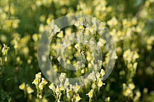 Linaria vulgaris, common toadflax flowers closeup selective focus