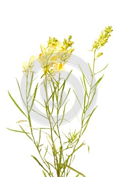 Linaria vulgaris ,common toadflax