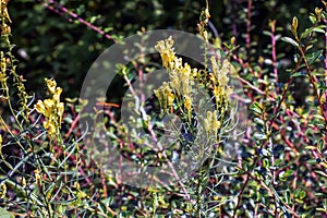 Linaria vulgaris common toadflax yellow wild flowers flowering on the meadow, small plants in bloom in the green grass