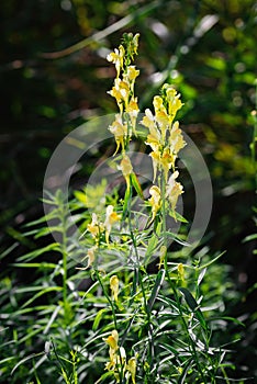 Linaria vulgaris flowers