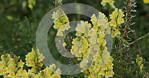 Linaria vulgaris
