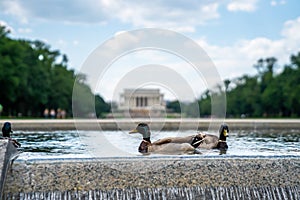 Lincoln Memorial in the National Mall, Washington DC. Lincoln Memorial on blue sky background and ducks swimming in the pond