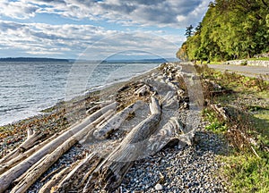 Lincoln Park Driftwood Shoreline