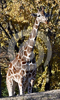 Lincoln Park Zoo Baringo Giraffe