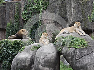 Lincoln Park Zoo Pride