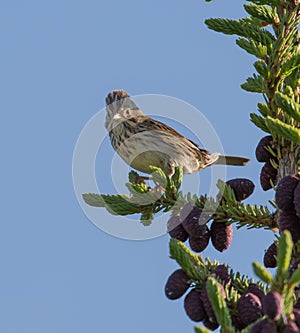 Lincoln`s Sparrow in Alaska