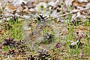 Lincoln`s Sparrow, Melospiza lincolnii, relaxing on the ground