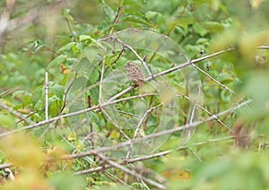 Lincolns Sparrow Flitting in the Forest