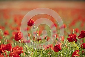 Lincolnshire Wolds, East Midlands, UK, May 2019, a View of poppies in a poppy field in the lincolnshire countryside