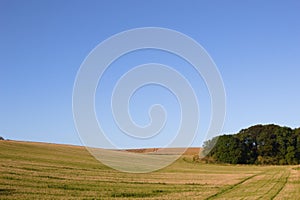 Lincolnshire Wolds, UK, grassy field with a copse.