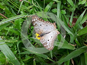 Linda Rhopalocera photographed in Brazil.