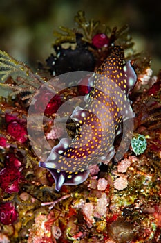 linda\'s flatworm on a reef photo