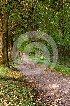 Linden Alley in the Argory Gardens, National Trust Estate, Nature Park, National Cultural Reserve,  in Dungannon, County Tyrone,