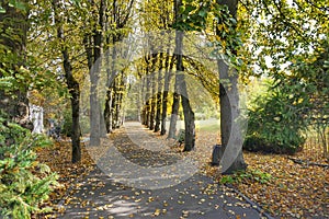 Linden alley in the park in the former estate of the surgeon Pirogov.