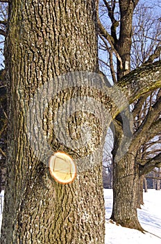 Linden alley in winter and cut tree branch wound