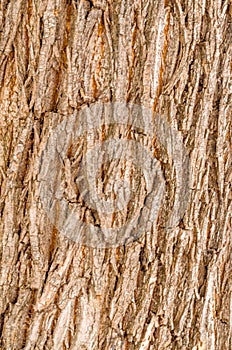 Linden bark close-up. The trunk of a tree at close range
