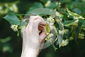 Linden blossom collection