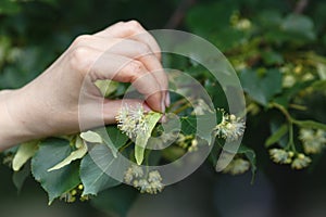 Linden blossom collection