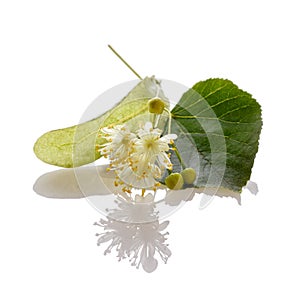 Linden blossom isolated on white background. Lime tree in bloom. Medicinal plant, flowers used for herbal teas and tinctures