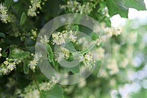 Linden blossomed in early summer.