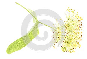 Linden blossoms isolated on white background. Lime tree. Tilia cordata tree
