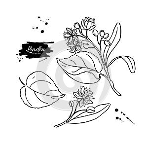 Linden branch drawing. Vector sketch of herb