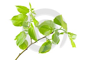 Linden branch with fresh, young green leaves isolated on white background