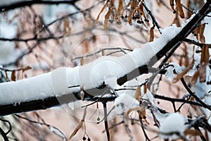 Linden branch full of hoarfrost