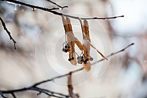 Linden branch full of hoarfrost