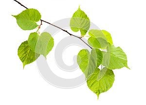 Linden branch isolated on white background
