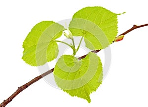 Linden branch with leaflets