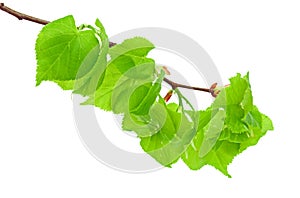 Linden branch with leaflets