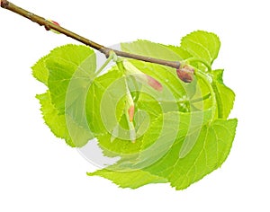 Linden branch with leaflets and bud
