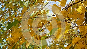 Linden branch with yellow leaves swaying in the wind